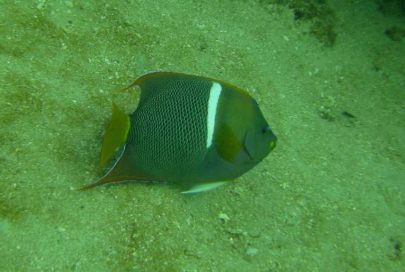 Muitos peixes em El Bajo, ponto de mergulho em Cabo Pulmo, no sul da Baja California, Mar de Cortez, no México